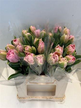 <h4>Tu Du Dreamer</h4>