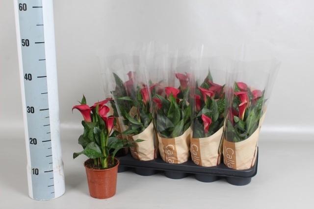 Zant Royal Valentine Red