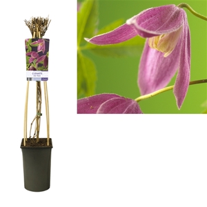 Clematis alp. 'Ruby' +light label