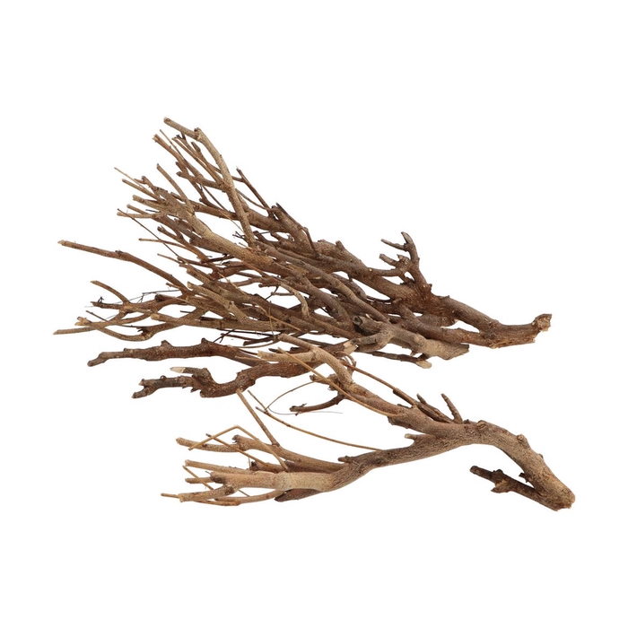 <h4>Nature Curry Bush Naturrl P/500 Gram 2025</h4>