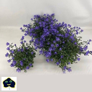 CAMP ST SPRING BELL