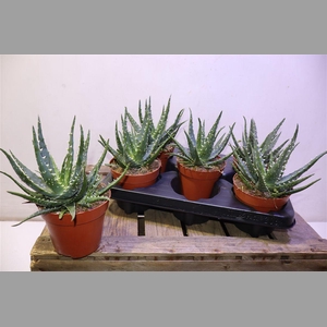 Aloe Ar Bora