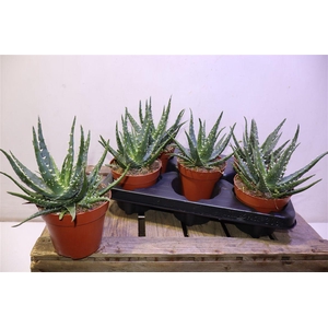 arr8 Aloe Ar Bora