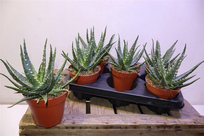 <h4>Aloe Ar Bora</h4>