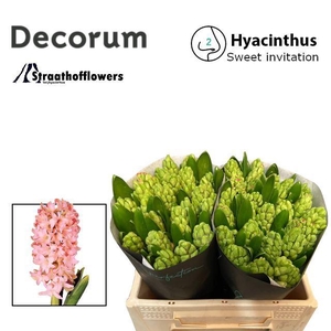 HYAC SWEET INVITATION BUNDT