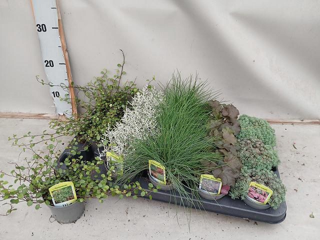 <h4>VASTE PLANT GEM 5 SO</h4>
