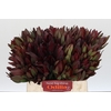 Leucadendron Saf Sunset Dark R.