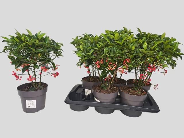 <h4>ARDIS CRENATA</h4>