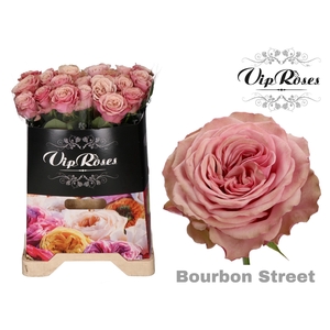 R GR BOURBON STREET x 20