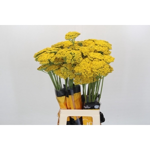 Achillea Golden Prairi