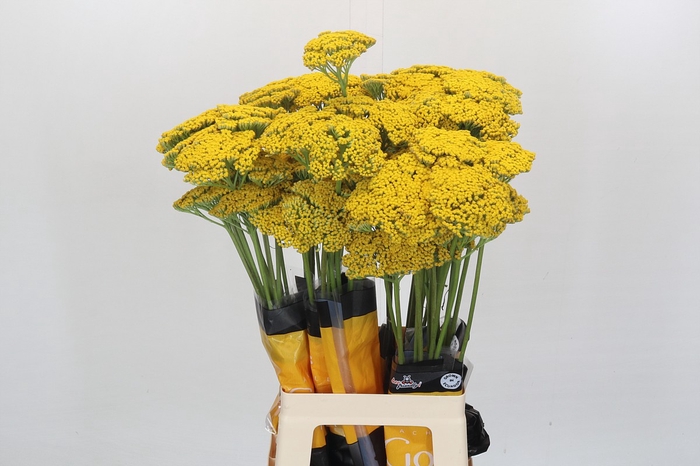 <h4>Achillea Golden Prairi</h4>