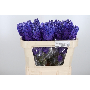 Delphinium El Christel