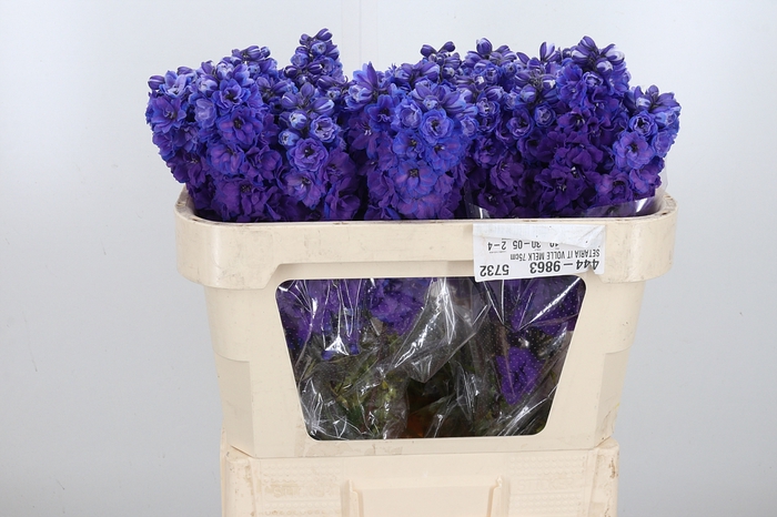 <h4>Delphinium El Christel</h4>