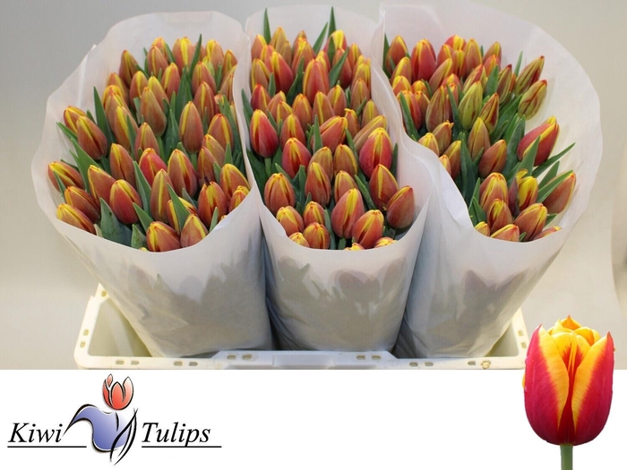 <h4>TU EN DENMARK</h4>