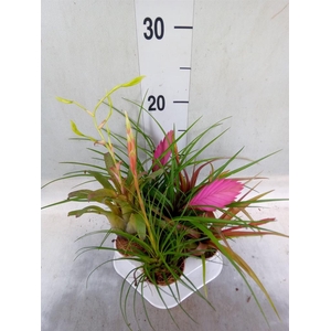 Tillandsia  ...mix