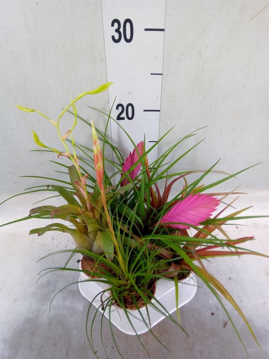<h4>Tillandsia ...mix</h4>