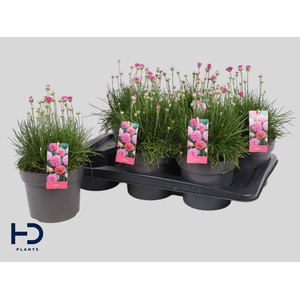 ARMERIA MARITIMA