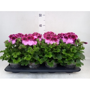 Pelargonium gran.   ..