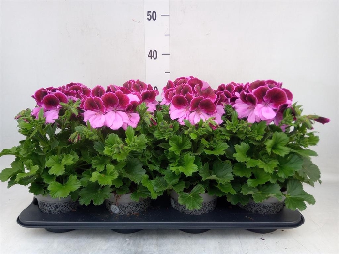 <h4>Pelargonium gran.   ..</h4>