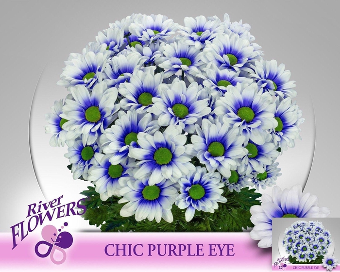 <h4>CHR T CHIC KLB H%</h4>