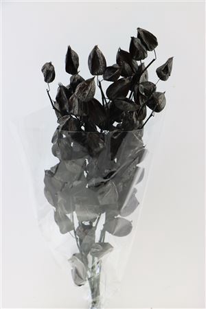 <h4>Dried Physalis Black Bunch Slv</h4>