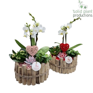 Arrangementen Phalaenopsis mt H%