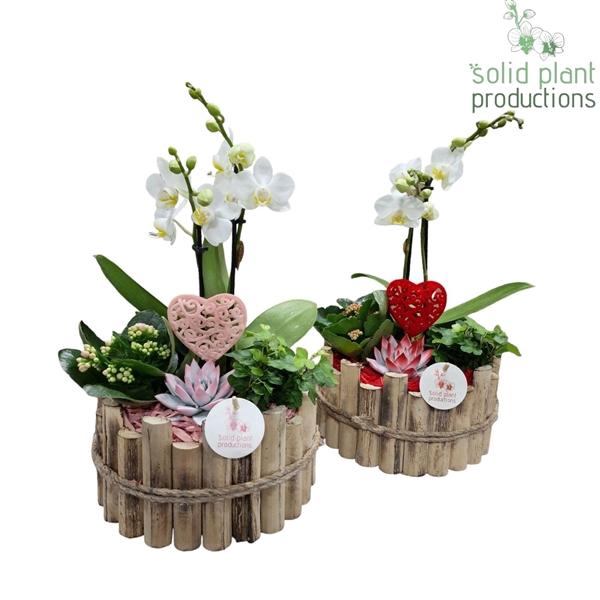 <h4>Arrangementen Phalaenopsis mt H%</h4>
