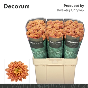 Chr S Ellison Salmon