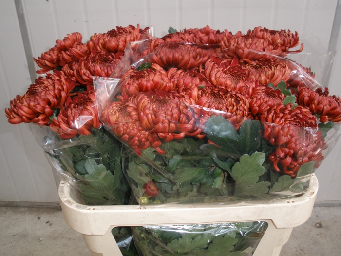 <h4>CHR G ANKARA RED</h4>