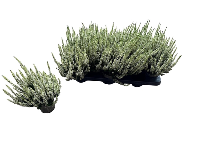 <h4>CALLU BL MIXK</h4>