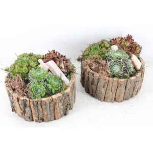 arr4 Semp PL - Schorsbak rond 285/4