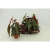 Begonia Maculata 12cm Nederlands etiket