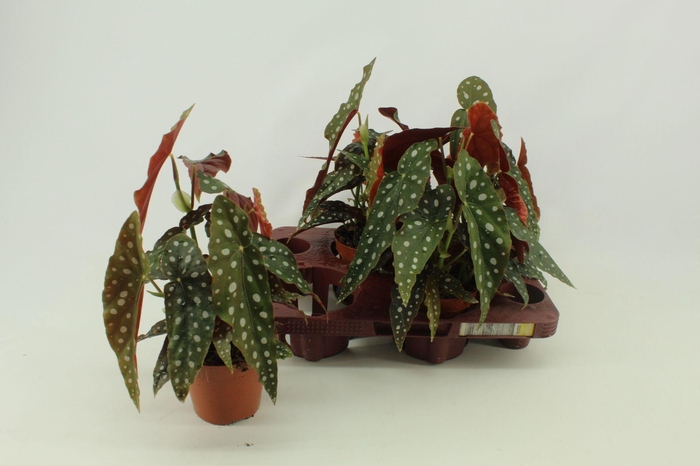 Begonia Maculata 12cm Nederlands etiket