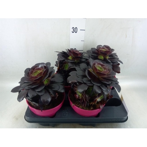 Aeonium arboreum 'Velours'