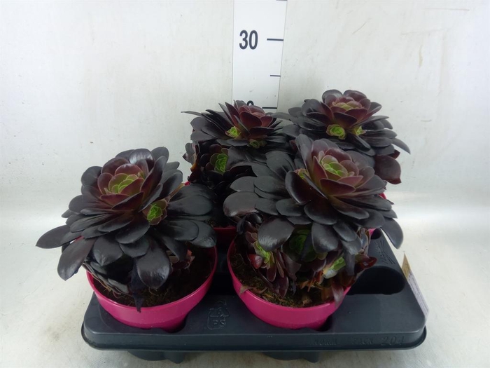 <h4>Aeonium arboreum 'Velours'</h4>