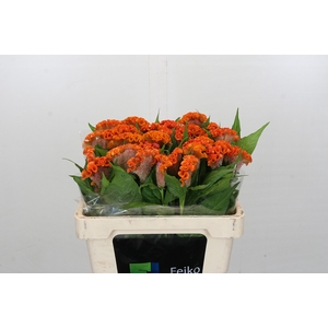 Celosia argentea (Cristata Grp) 'Reprise Orange'