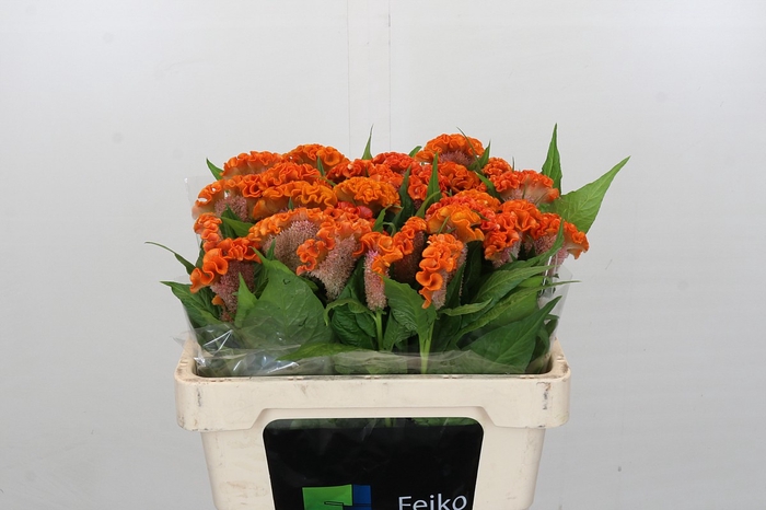 <h4>Celosia argentea (Cristata Grp) 'Reprise Orange'</h4>