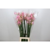 Nerine Pink Wonder