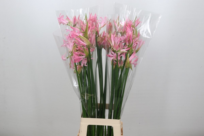 Nerine Pink Wonder