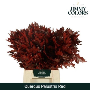 Quercus Palustris L50 Klbh. rood