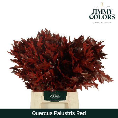 <h4>Quercus Palustris L50 Klbh. rood</h4>