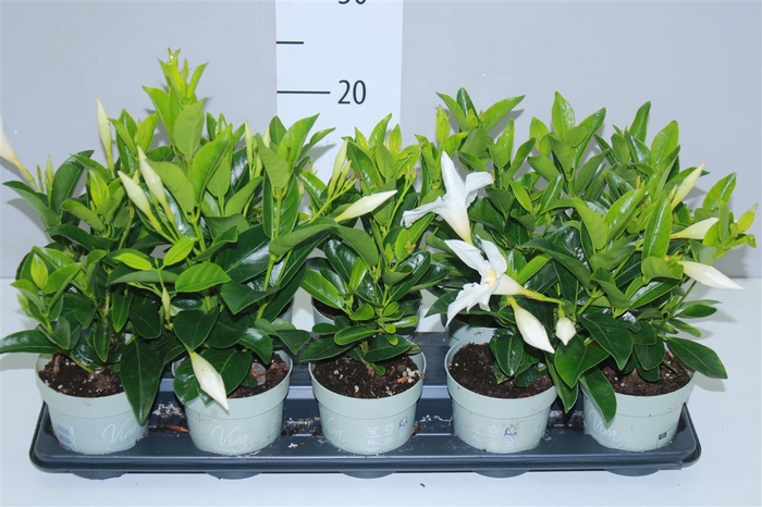 <h4>Mandevilla Wit</h4>