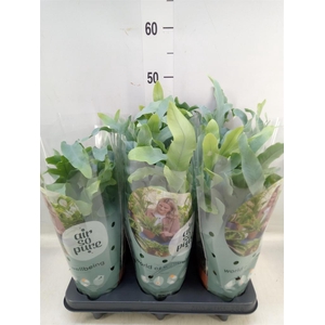 Phlebodium aureum 'Blue Star'