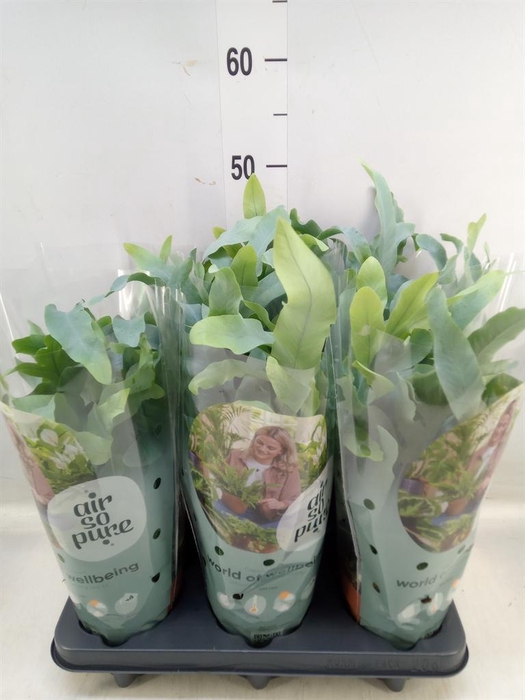 <h4>Phlebodium aureum 'Blue Star'</h4>