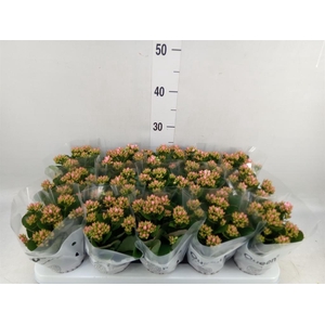 Kalanchoe  'RoseFlow Esme'