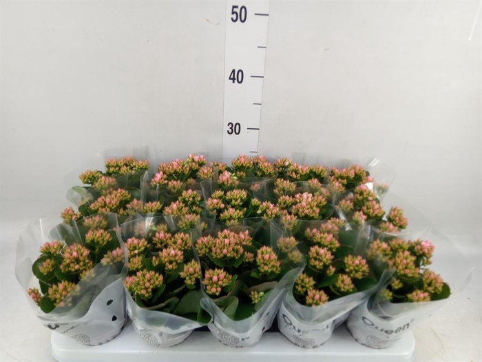 <h4>Kalanchoe  'RoseFlow Esme'</h4>