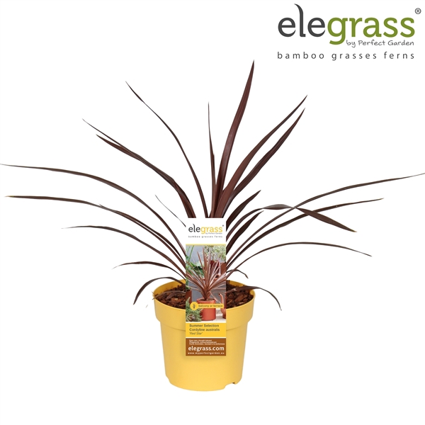 <h4>Cordyline australis 'Red Star' P14</h4>