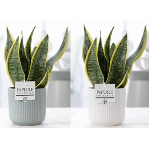 Sansevieria Trif. 