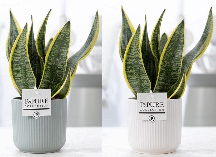 <h4>Sansevieria Trif. "Futura Superba" in P&PURE Sophie cer. 3 ass</h4>