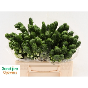 Ornithogalum thyrsoides 'Milky Way'